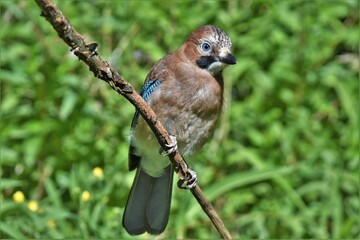 Geai des chênes (Garrulus glandarius), Neuchâtel, Suisse.