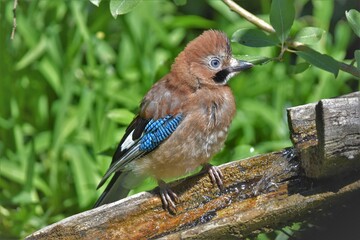Geai des chênes (Garrulus glandarius), Neuchâtel, Suisse.