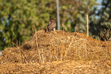 Red-Shouldered Hawk sits in the grass. 