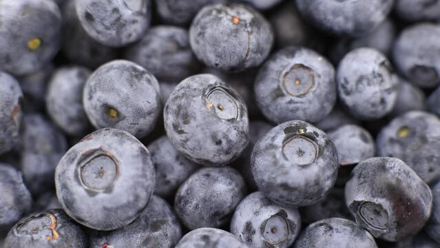 blueberry berries closeup background for cooking fruits summer