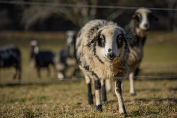 Fototapeta premium sheep in a field