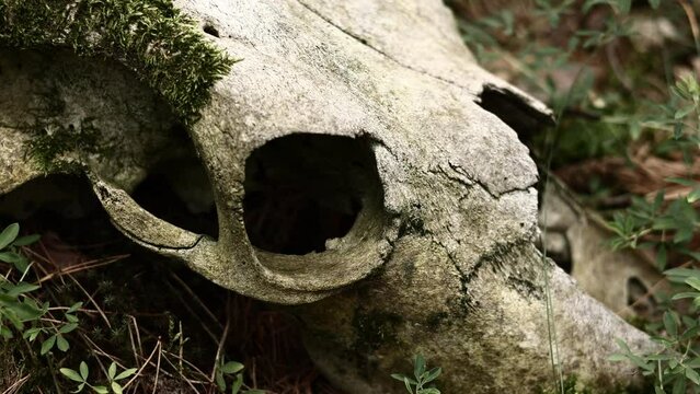 Skull of a bull or cow animal on grass outdoors on nature. Scull with moss. strange and mystical background.