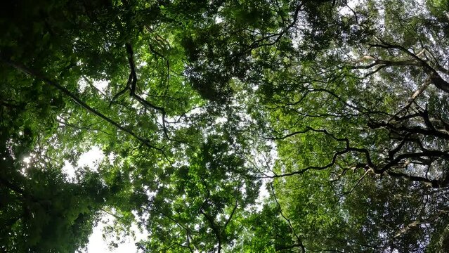trees in the forest, bottom top perspective, frog perspective, rain forest leaves moving transition b-roll amazonas eco system