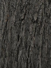 Obraz premium bark of a tree