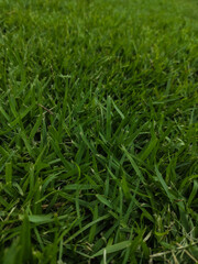 green grass background
