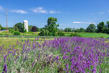 lavender farm in New York