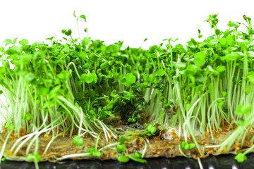 Mold and rot on young green sprouts of arugula microgreens. Problems of growing useful shoots arising from improper plant care.