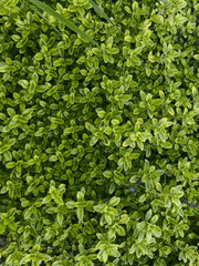 Green flower leaves textured foliage background