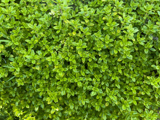 Obraz premium Green flower leaves textured background