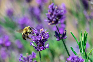 bee on lavender