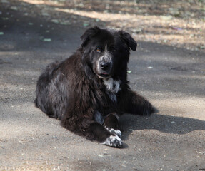 Big Black Newfoundland dog at park