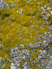 Rough stone surface from close with coloured moss texture and natural patterns in detail