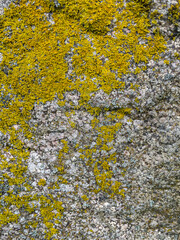 Rough stone surface from close with coloured moss texture and natural patterns in detail
