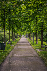 Obraz premium alley in the park