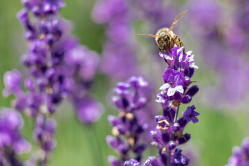 bee on lavender flower