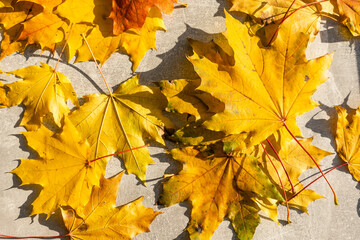 Naklejka na ściany i meble Autumn maple leaves on gray wooden background