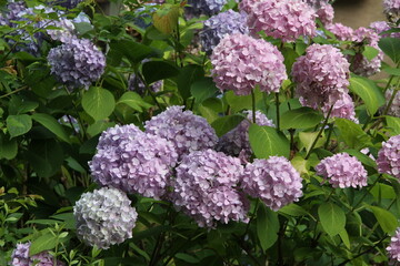 pink flowers of hydrangea bush at spring scenic