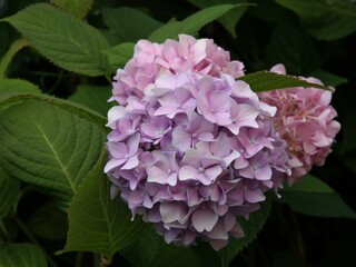pink flowers of hydrangea bush at spring scenic