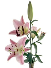 Obraz premium pink lily wbrown pollen isolated close up
