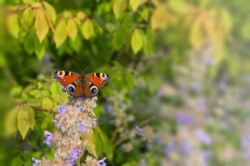 Aglais io or European peacock butterfly. Butterfly on a melissa flower.