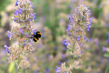 Large garden bumblebee or Bombus terrestris on lemon balm flowers.