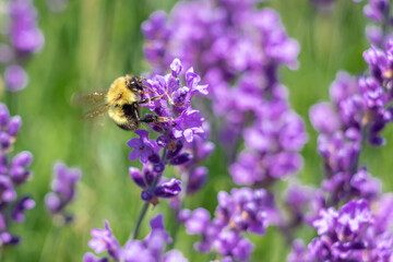 bee on lavender flower
