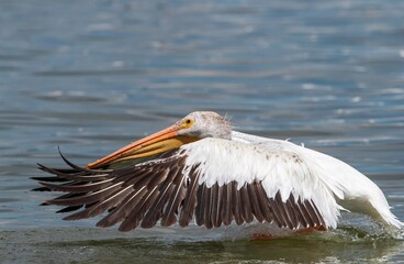 An American White Pelican completing its landing at very close range.