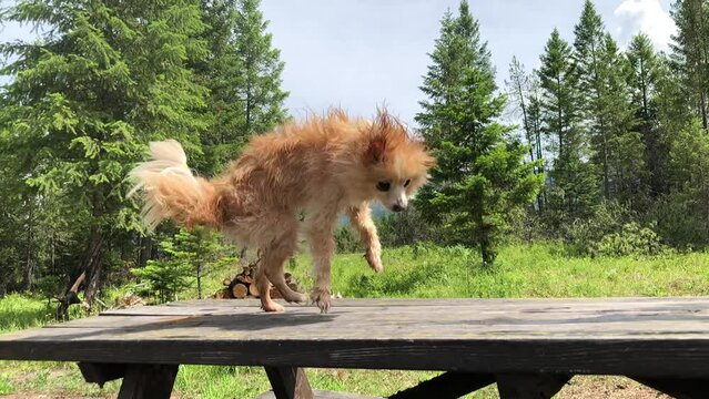 Wet Dog Wiggle Dance, Pomeranian Puppy Bath Super Shake