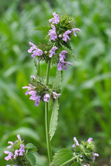 Ballota nigra grows in nature