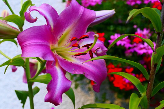Gartenlilie