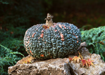 Decorative edible green Marina di Chioggia pumpkin on nature stone in the garden.  (Cucurbita...