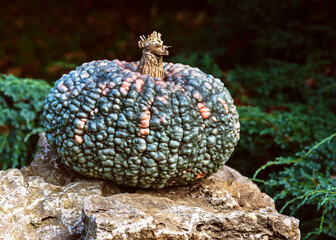Decorative huge and wide green Marina di Chioggia pumpkin on nature stone. Ripe dark green pumpkin in garden. Gardening or food concept. Copy space.