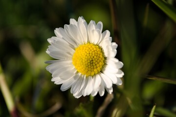 white daisy flower