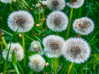 White airy dandelion