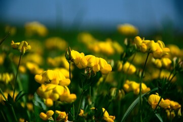 field of yellow flowers