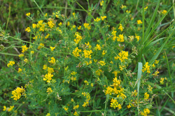 Blossoms of alfalfa sickle (Medicago falcata)