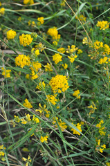 Fototapeta premium Blossoms of alfalfa sickle (Medicago falcata)