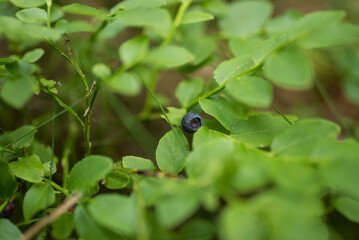 Wild blueberry in the middle of the forest. 