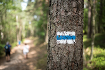 Blue hiking trail in the forest.