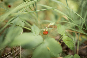 Red  wild strawberry on bush.