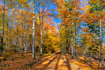 Fototapeta jesień w lesie obraz