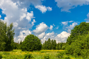Lawn with trees on green grass with yellow flowers on a blue sky background