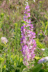 Fototapeta premium Clary sage plant in garden in summer.Beautiful floral background