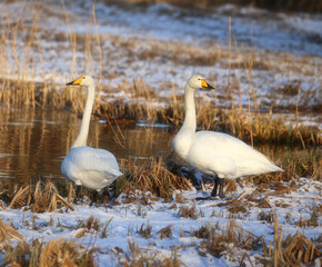 Swan in a snowy weather 
Sweden 