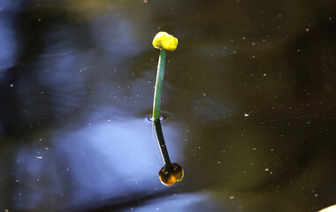 Reflection on the water 