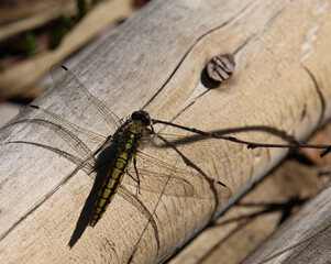 Close-Up Shot of a Dragonfly on a Leaf
