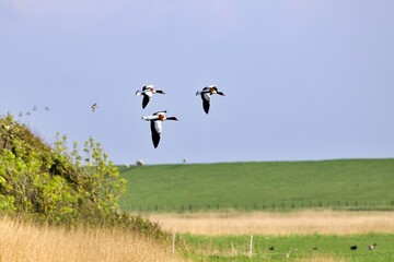 drei Wildenten im Überflug