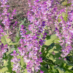 Clary sage plant in garden in summer.Beautiful floral background