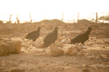 vulture on the ground searching for food, sunset scenery dark orange high resolution panoramic close up