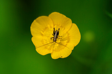 yellow poppy flower with grasshopper against green background
